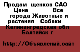 Продам ,щенков САО. › Цена ­ 30 000 - Все города Животные и растения » Собаки   . Калининградская обл.,Балтийск г.